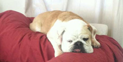 The Bulldog from 'The Osbournes' -- Dead at 12