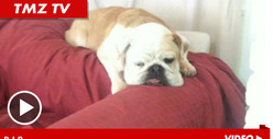 Jack Osbourne's Dog -- Gut Wrenching Memorial