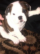 Guess Whose Cute Pooch? 
