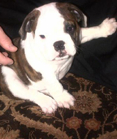 Guess Whose Cute Pooch? 