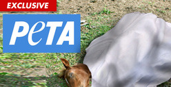 PETA to HBO -- The Blood of The 'Luck' Horses is On Your Hands