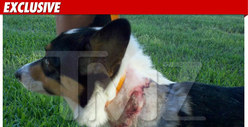 Jesse James Pays Up After Bloody Dog Attack