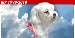 Extremely Wealthy Dog Dies