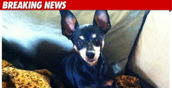 Dane Cook Finds Lost Dog with Twitter Help