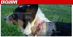Jesse James' Dog Attack -- The 911 Call
