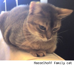 Hasselhoff Family Cat