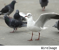 birds