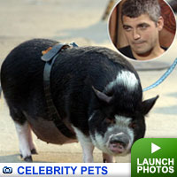 Celeb pets
