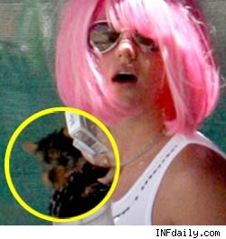 Britney Spears dog