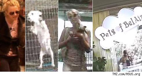Britney, Paris, Puppies