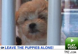 Pet store: Click to watch