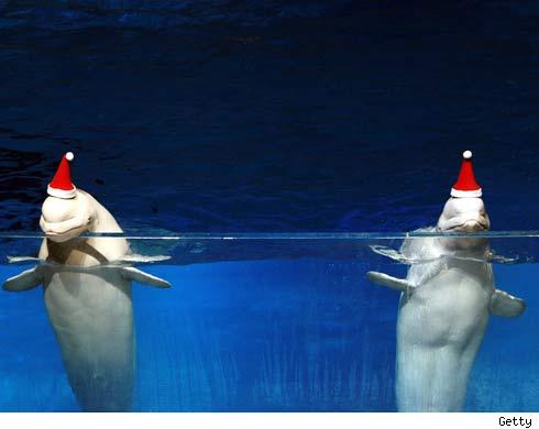 dolphins with santa hats
