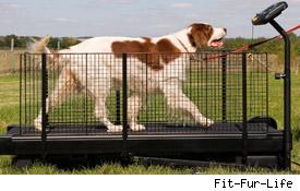 Fit-Fur-Life