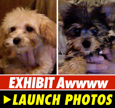 Puppies!