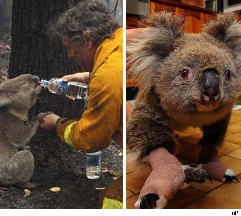 Sam The Koala