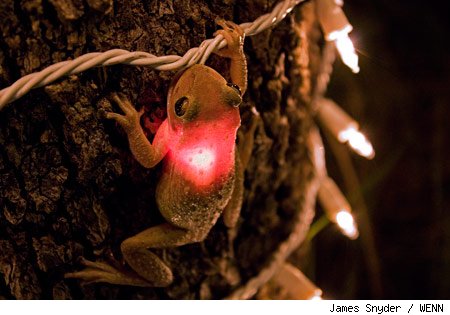 frog