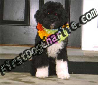 Obama's Puppy