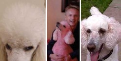 Osbournes Screw the Pooch