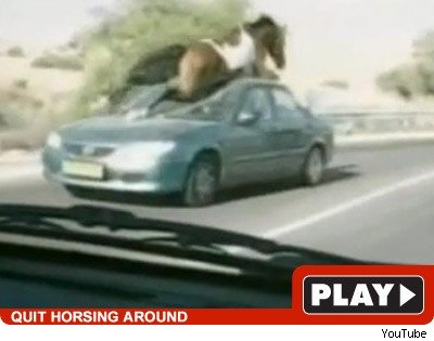 Horse: Click to watch