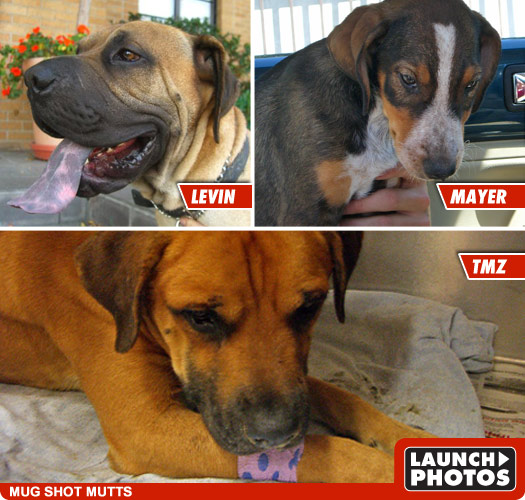 Levin, Mayer and TMZ -- 3 Lucky Dogs Levin, Mayer and TMZ -- 3 Lucky Dogs
