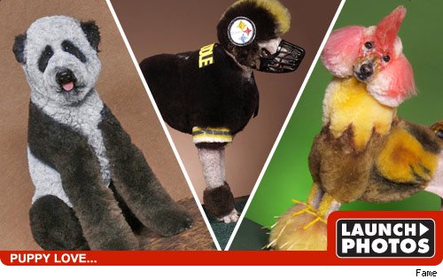The Ultimate Poodle Identity Crisis The Ultimate Poodle Identity Crisis