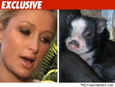 This Little Piggy Went to Paris ... Hilton Paris Hilton gets a pig!