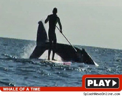 Pro Paddleboarder Spots Whale Tail Jamie Mitchell: Click to watch