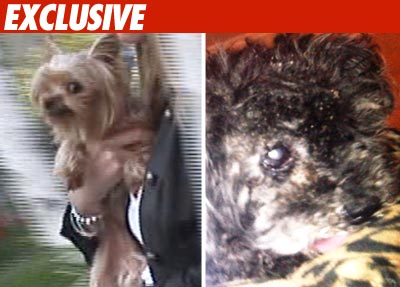 Casey Johnson's Dogs Pass Poochie Physical Casey Johnson's Dogs Pass Poochie Physical