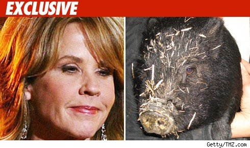Linda Blair Connected to Shocking Pig Attack Linda Blair
