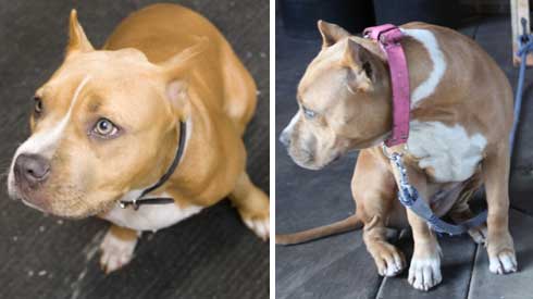 Jesse James' dog buttercup