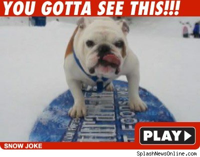Snowboarding Dog Snowboarding Dog