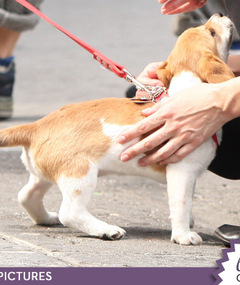 Who's the Pooch Petter?