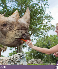 "Bachelor" Winner: Where the Wild Things Are