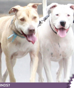 Who Released the Hounds?