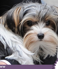 Whose Cute Canine?