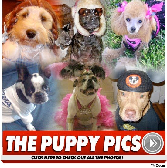 0807_dog_launch