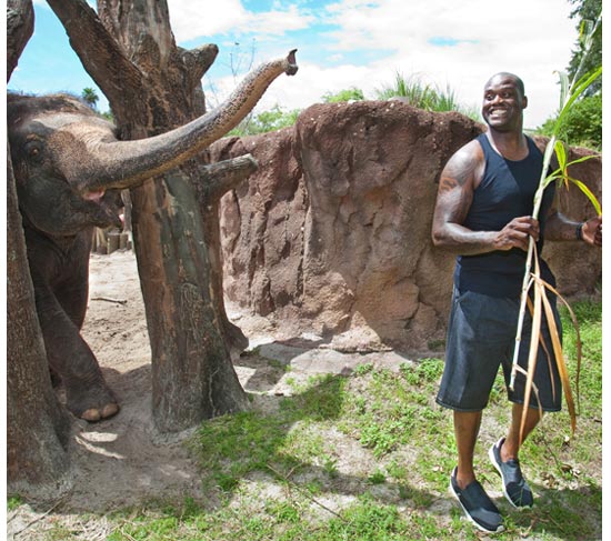 0809_Shaq_elephant_02