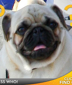 Whose Precious Pug?