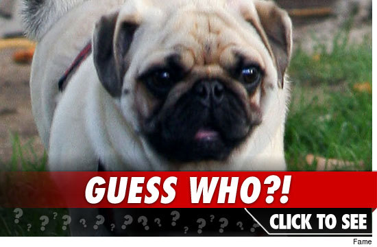 0826_who_pug_launch