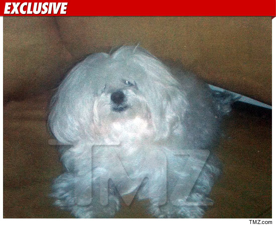 0830_dog_tmz_ex_2