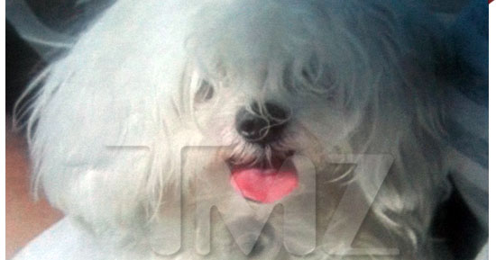 0830_dog_tmz_ex_3