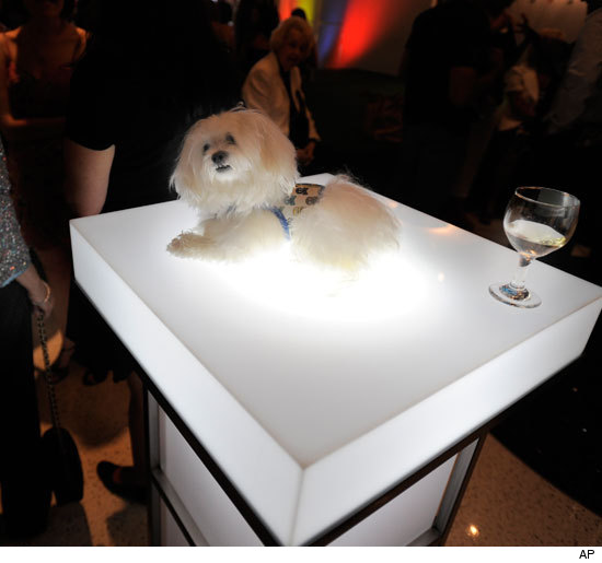 0831_tiger_maltese_AP
