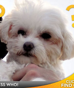Whose Adorable Doggie?