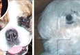 Sam Ronson Dog Attack -- The 911 Call 