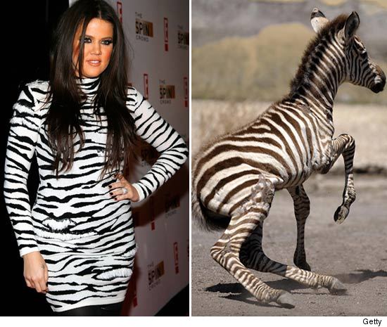 1007_khloe_zebra