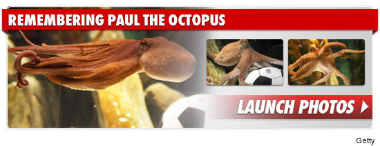 1026_remembering_paul_octopus_footer