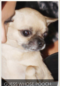 Whose Adorable Doggie?