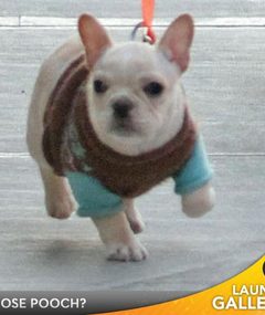 Whose Adorable Dog?