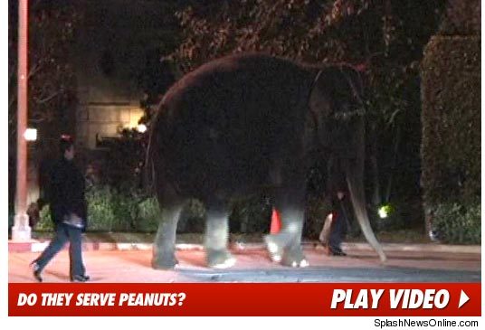 1212_elephant_wedding_splash_video