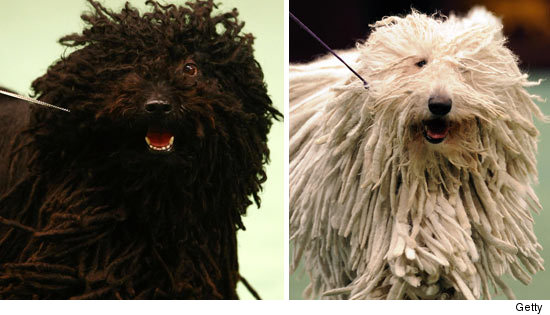 0126_mark_dogs_EX